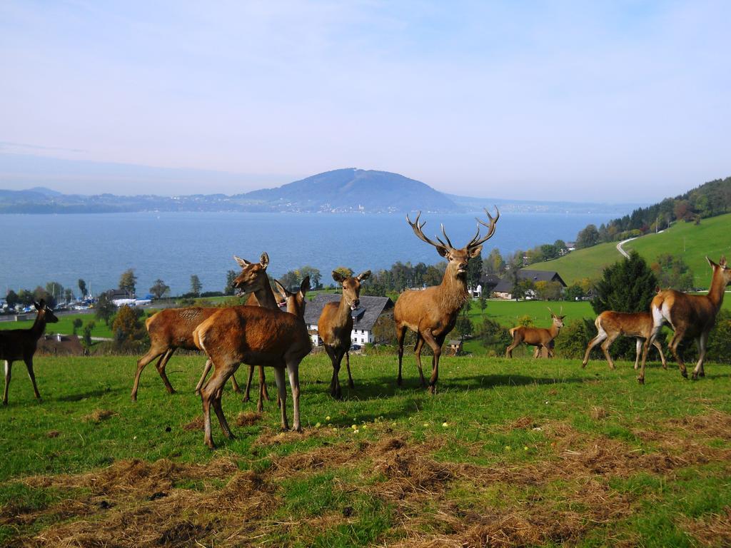 Gasthof-Hotel Bramosen Weyregg am Attersee Zewnętrze zdjęcie